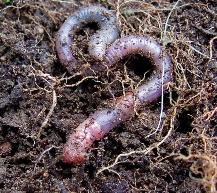 How Many Hearts Does A Worm Really Have? Science Trends