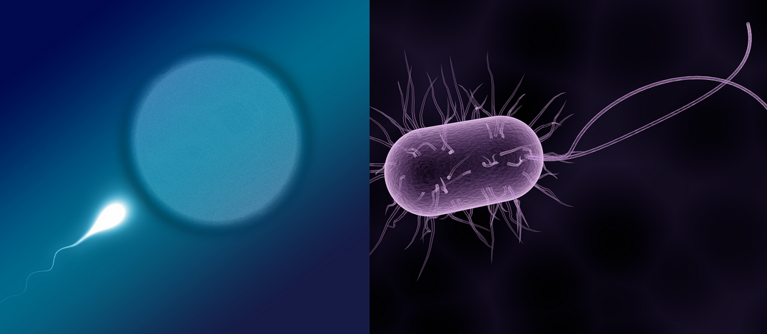 flagella-function-and-definition-science-trends