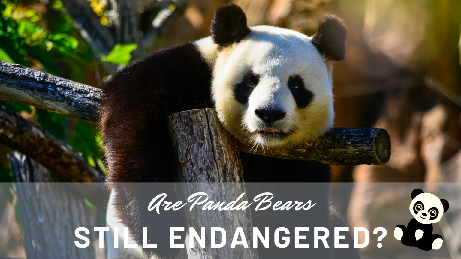 Why Are Pandas Still Endangered? | Science Trends