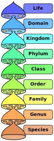 Animal Classification And Chart - Science Trends