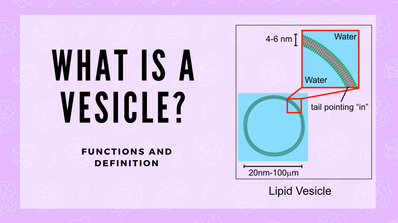 What Type Of Signals Are Stored In Vesicles