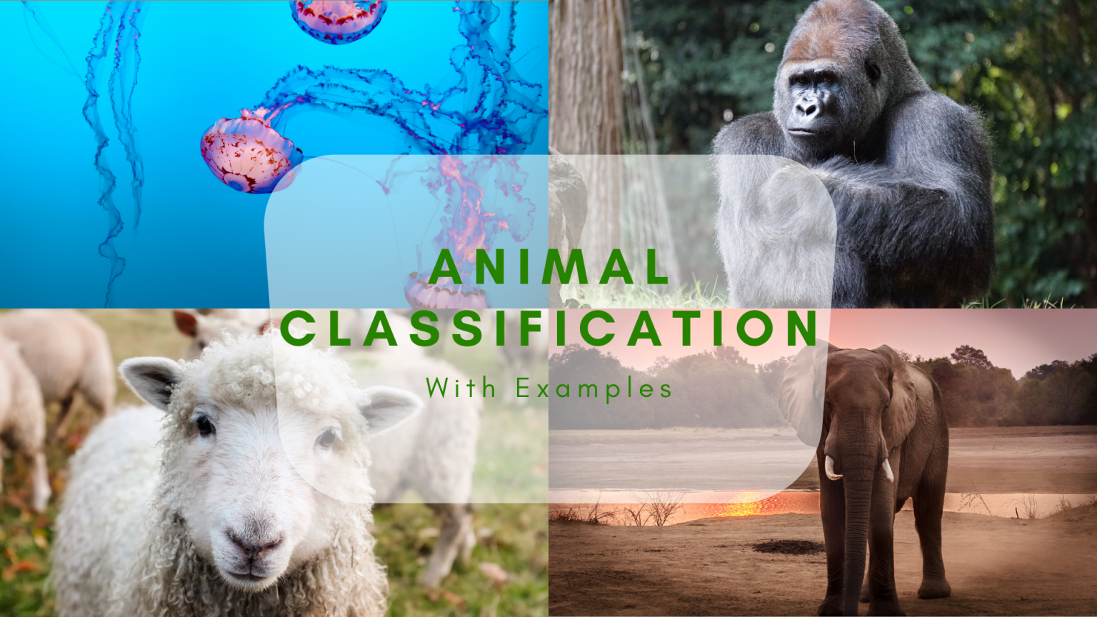 Animal Classification And Chart | Science Trends