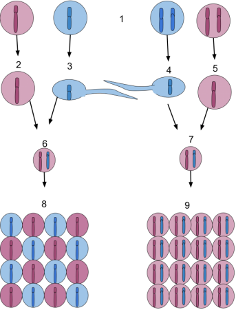 Haploid Cell: Definition And Examples | Science Trends