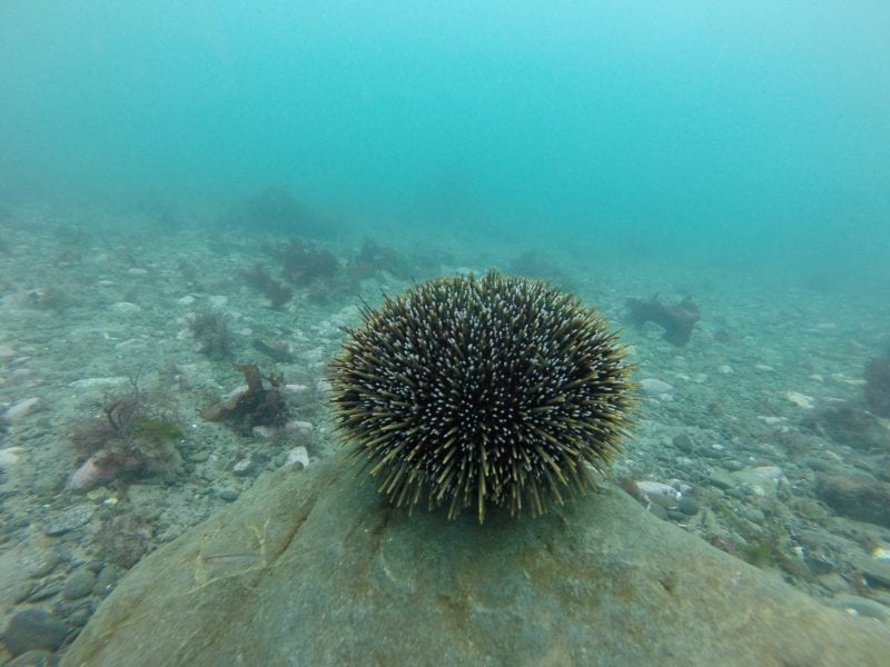 Copper Levels Affect Gonads And Offspring Development For Female Sea Urchins Science Trends