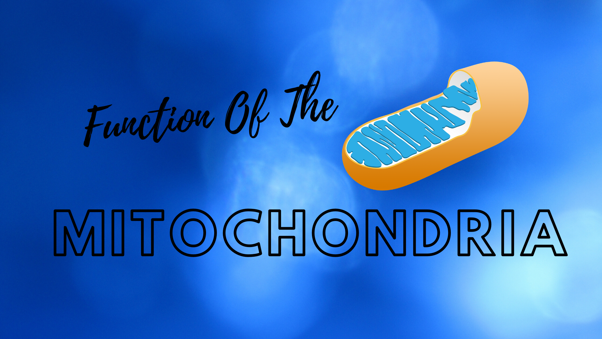 Mitochondria Function: Plant And Animal Cells | Science Trends