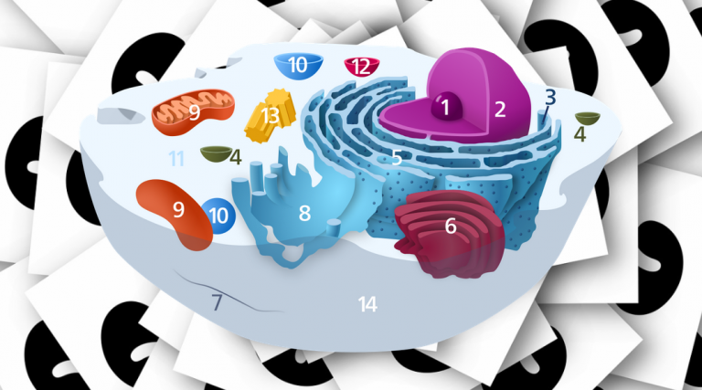 The Parts Of An Animal Cell - Science Trends