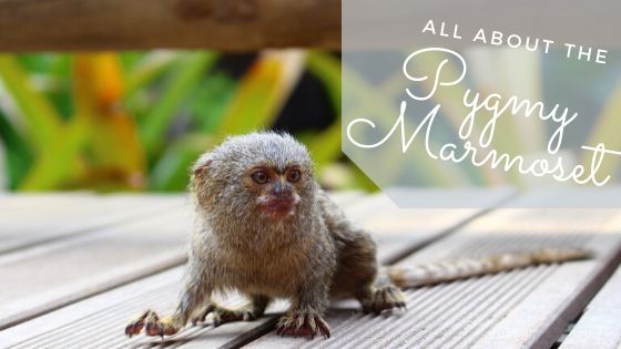 full grown pygmy marmoset monkey