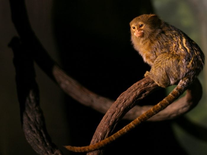 Finger Monkey Lifespan And Characteristics Science Trends