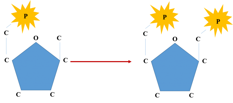 What Are The End Products Of Glycolysis? - Science Trends