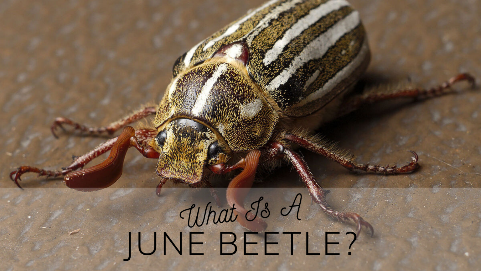 What Is A June Bug? Science Trends