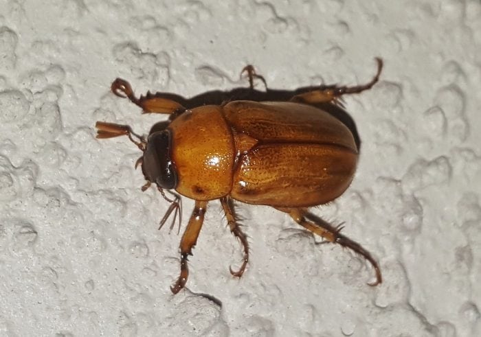 What Is A June Bug? Science Trends