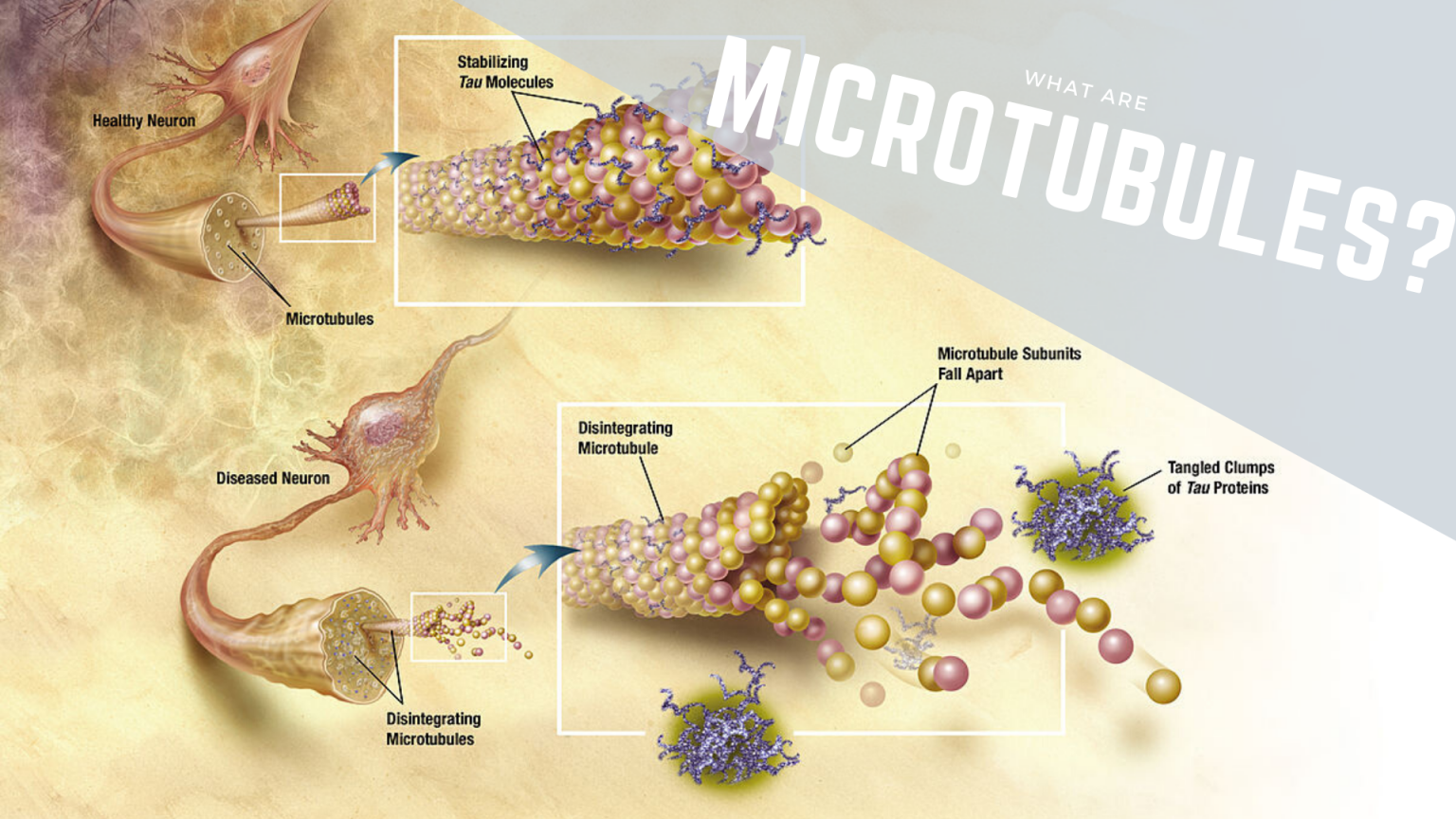 microtubule-animal-cell