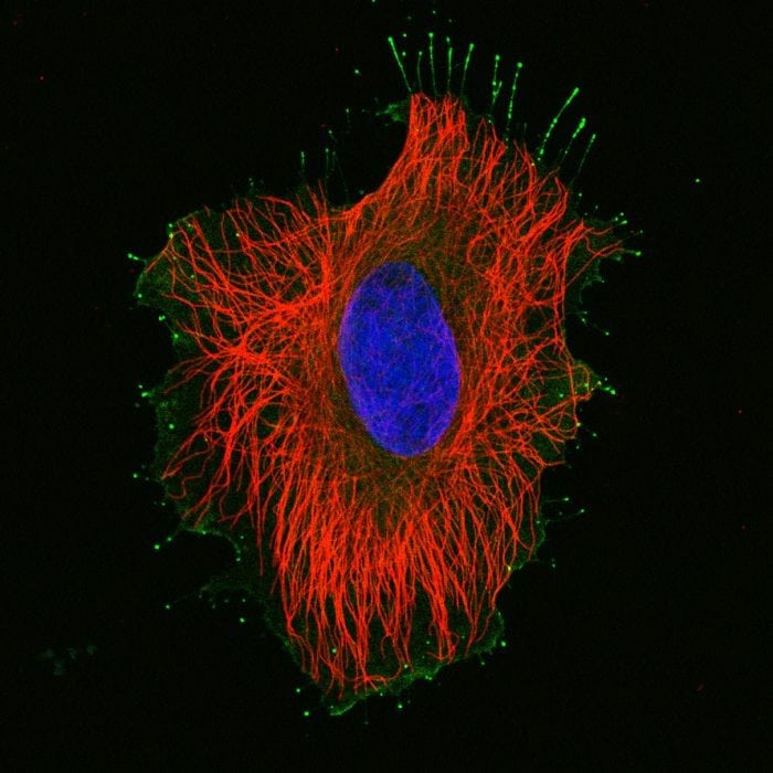 The Function Of Microtubules Plant And Animal Cells Science Trends