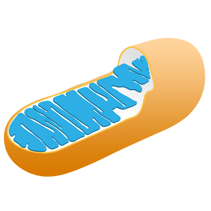 Mitochondria Function: Plant And Animal Cells | Science Trends