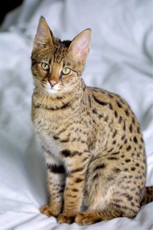 Savannah Cat: Lifespan, Characteristics, And Temperament - Science Trends