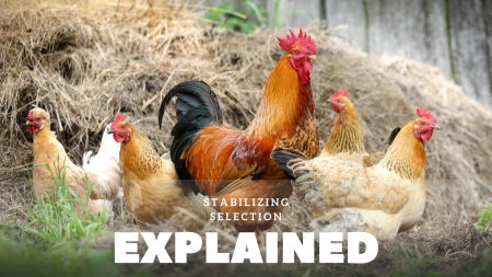 Stabilizing Selection: Examples And Definition - Science Trends