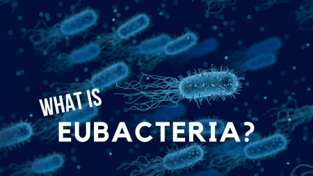 Eubacteria Examples - Science Trends