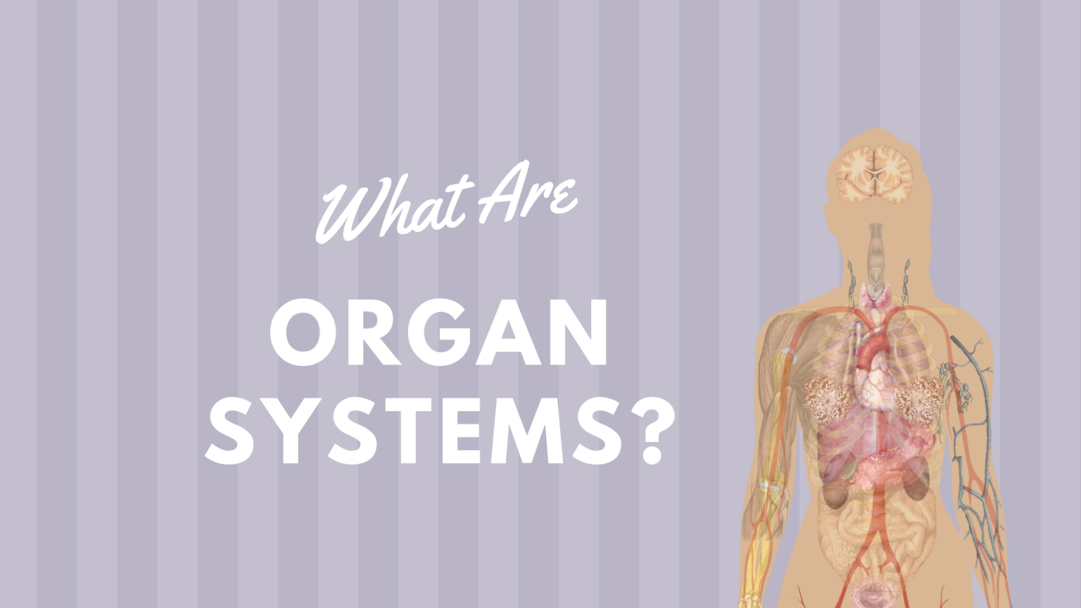 Organ System: Definition And Examples | Science Trends