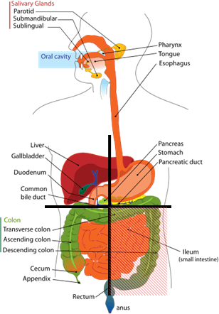 Abdominal Quadrants Regions Of The Body Science Trends