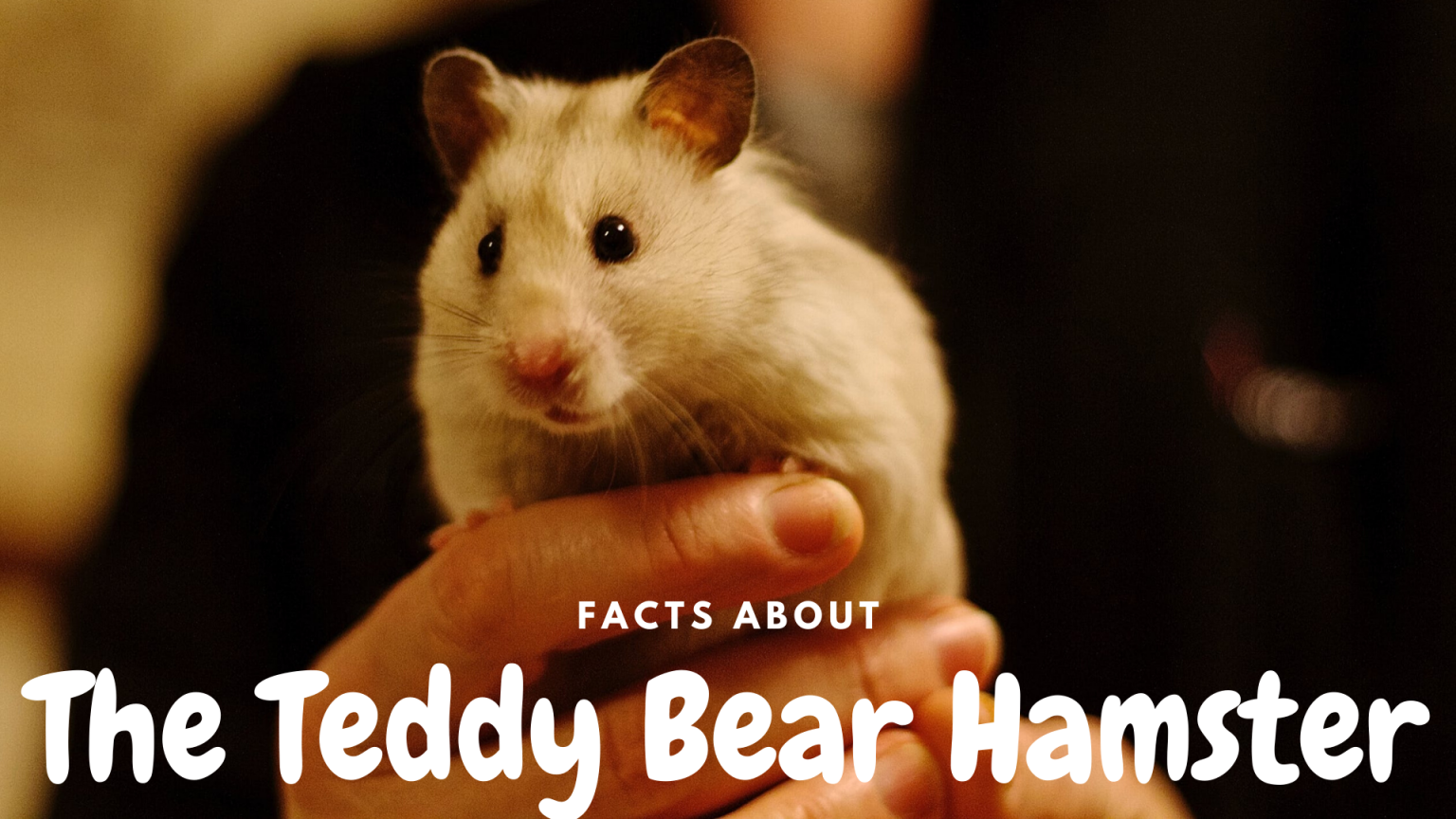 teddy-bear-hamster-lifespan-and-characteristics-science-trends