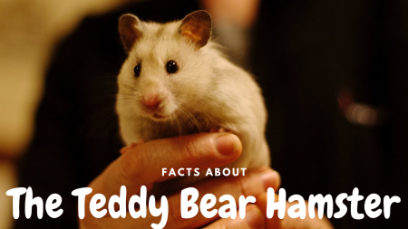 Teddy Bear Hamster: Lifespan And Characteristics Science Trends