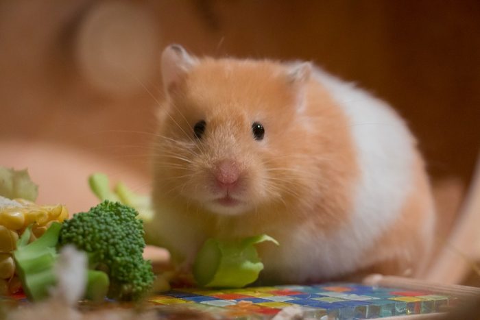 Teddy Bear Hamster Lifespan In Captivity