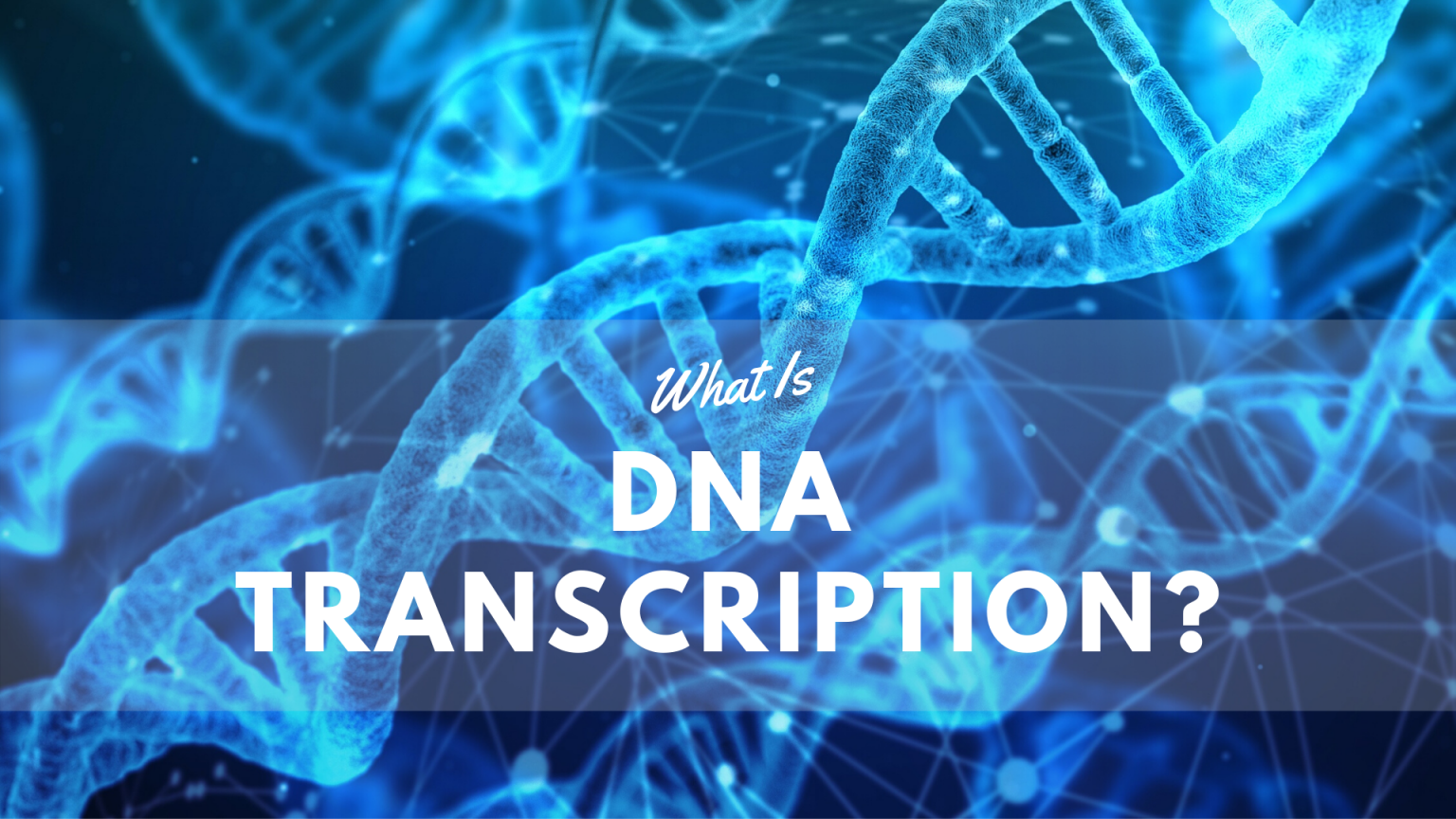 Where does transcription occur in cells science trends