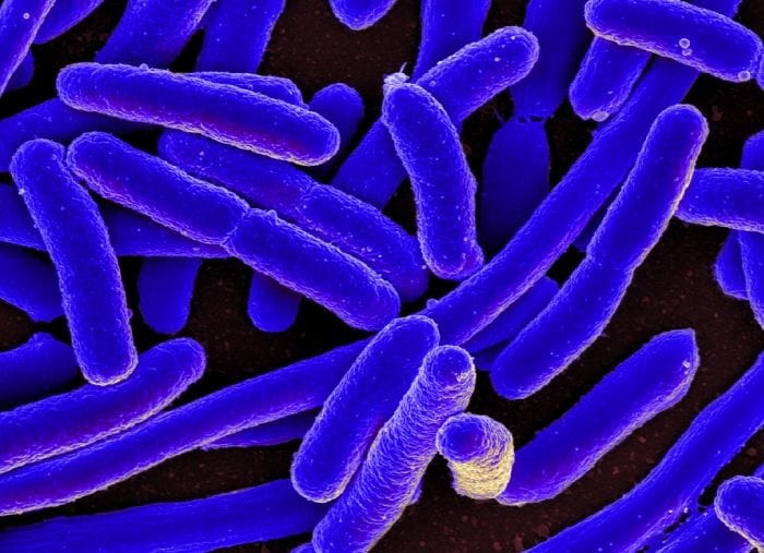 types of eubacteria and their scientific names