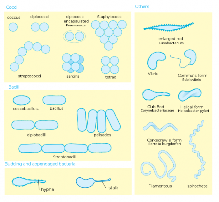 types of eubacteria and their scientific names