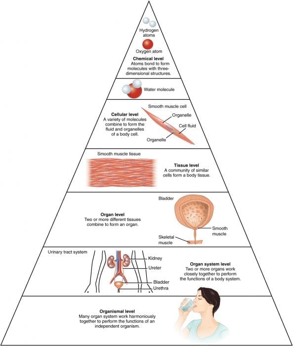 Organ System: Definition And Examples | Science Trends