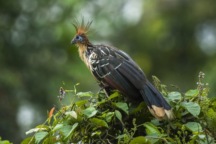 Rainforest Animals: From Common To Rare | Science Trends