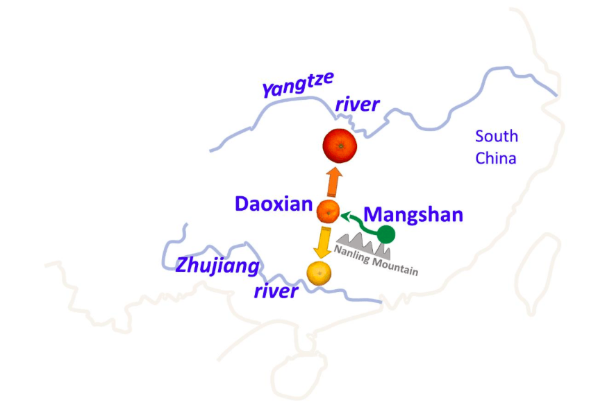 The History Of Domestication Of Mandarins In China Science Trends
