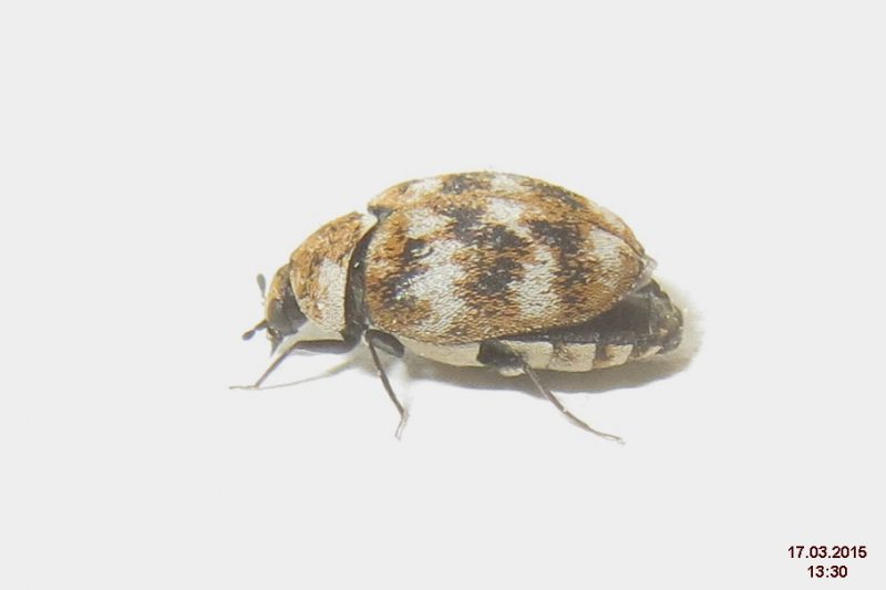What Do Varied Carpet Beetle Eggs Look Like Review Home Co