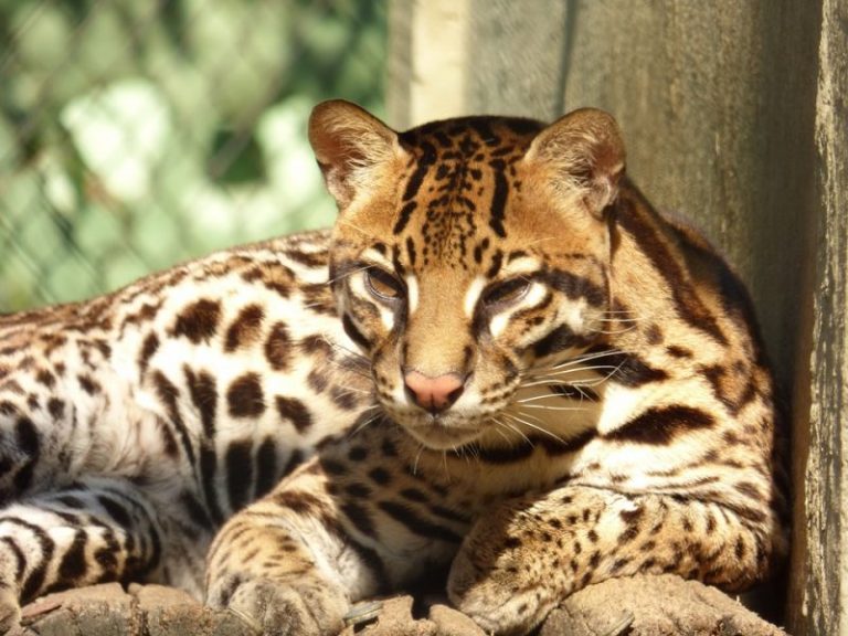 Rainforest Animals: From Common To Rare | Science Trends