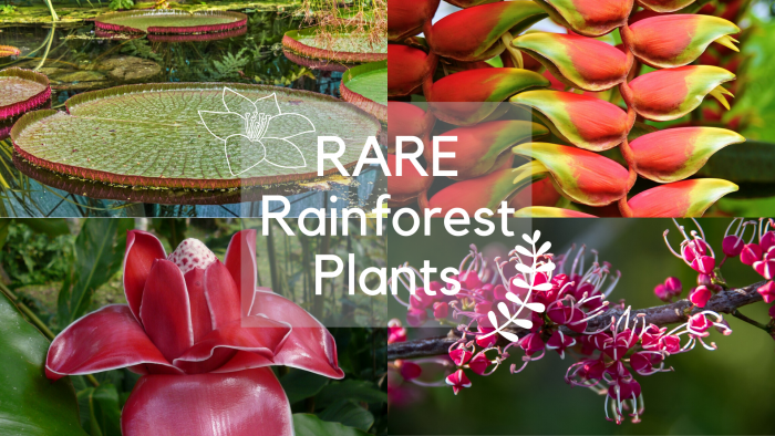 Tropical Rainforest Plants From Rare To Common Science Trends