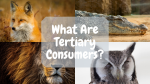 Tertiary Consumer: Definition And Examples - Science Trends