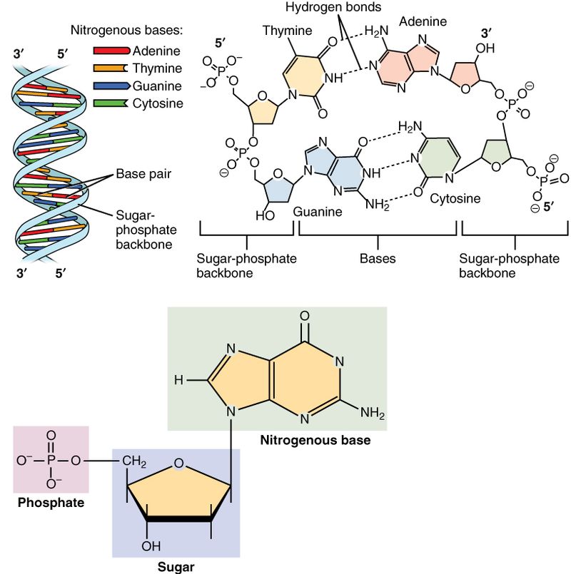 What Are The Monomers Of Lipids? - Science Trends