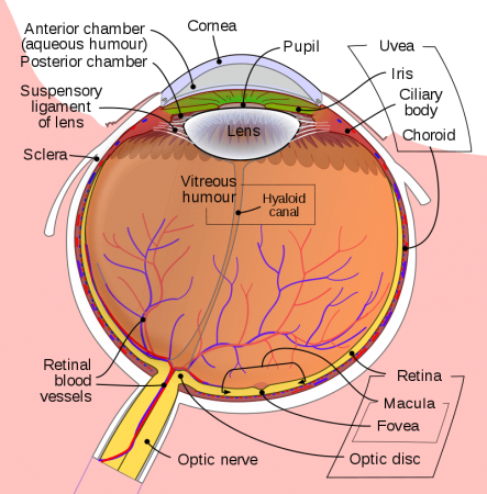 What Are Monolid Eyes: Epicanthic Fold | Science Trends