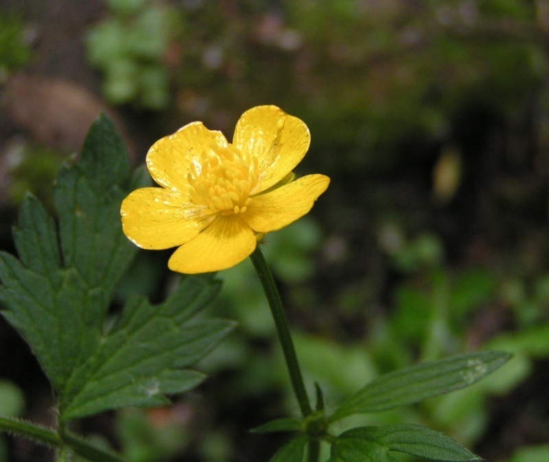 What Is A Buttercup Flower? Science Trends