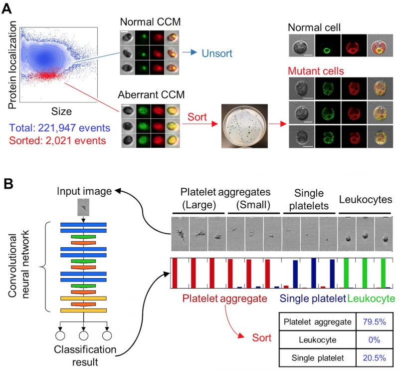 Intelligent Image-Based Cell Sorting And Beyond - Science Trends