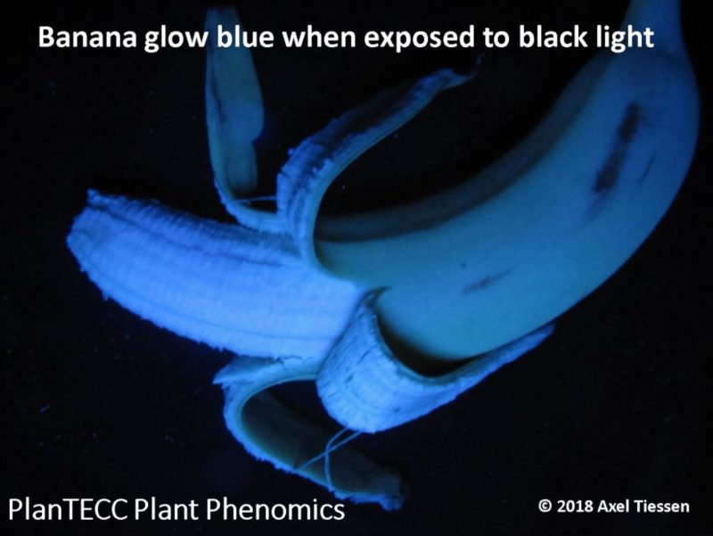 Fluorescent Blue Glowing Bananas A Mystery Revisited Science Trends