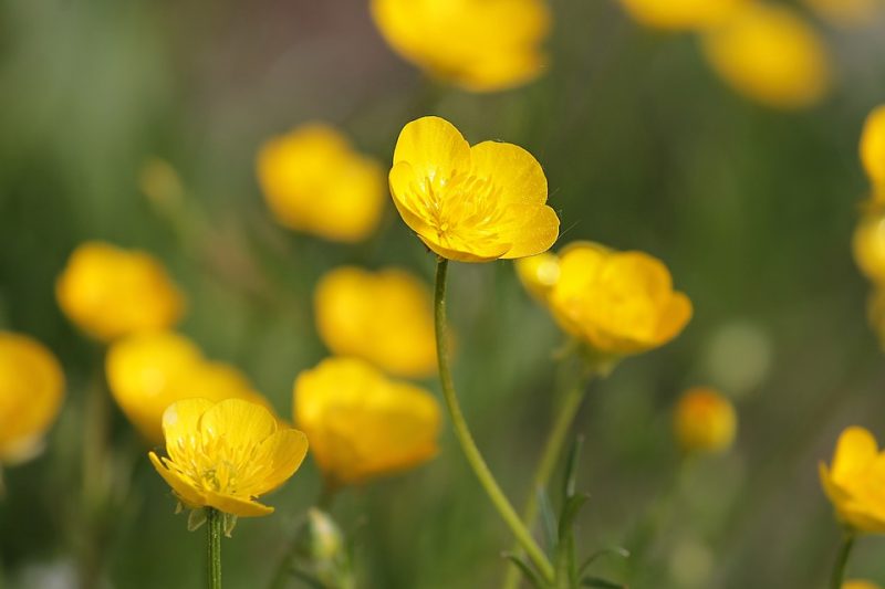 What Is A Buttercup Flower? - Science Trends