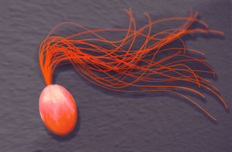 Prokaryotes Examples To Learn From | Science Trends