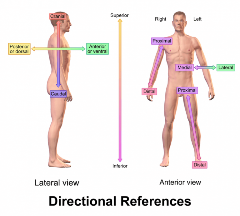 anatomical-body-planes-science-trends