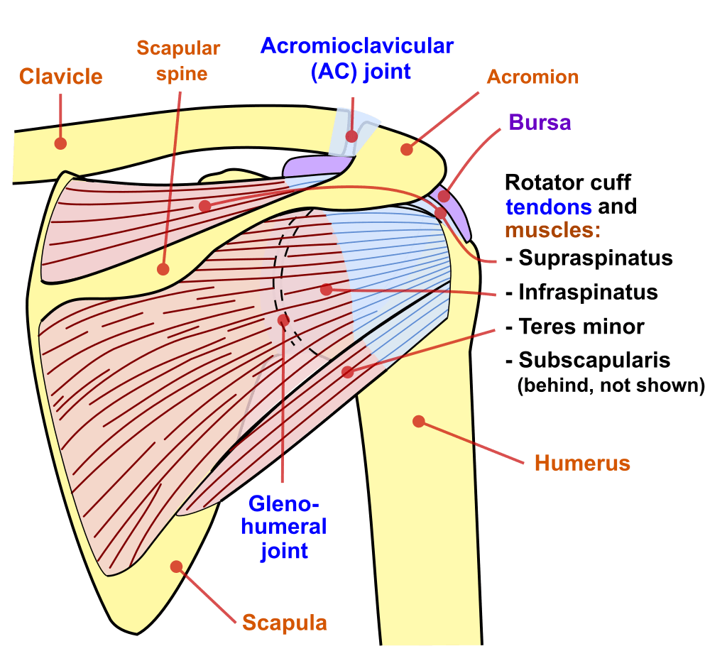 Shoulder Ligaments And Tendons Diagram