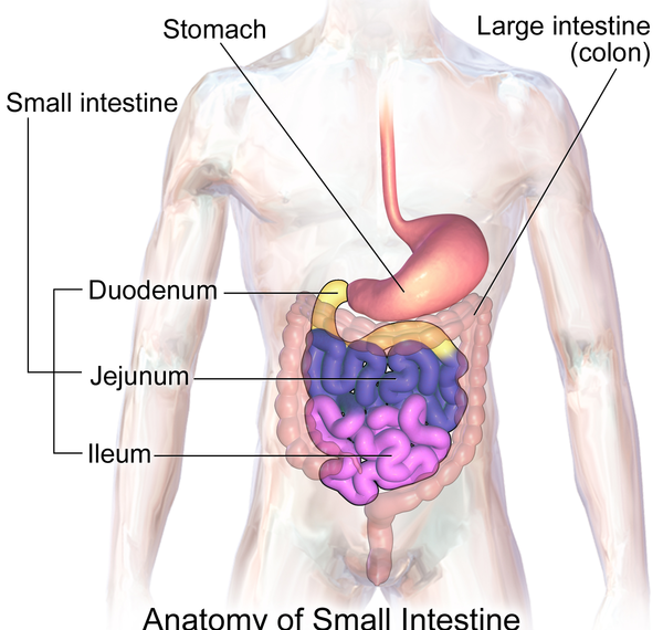 Small Intestine Function Duodenum Jejunum And Ileum Science Trends