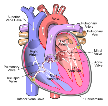 Parts Of The Human Heart | Science Trends