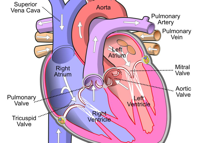 Human Heart Diagram Labeled