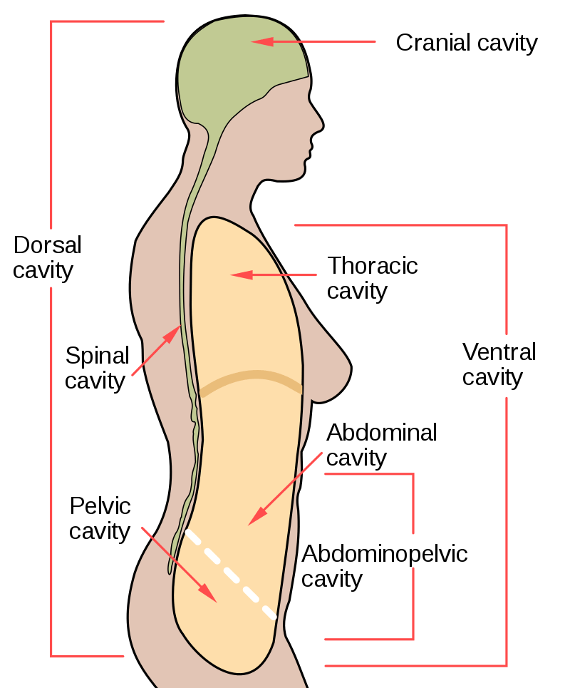 anatomical-body-planes-science-trends