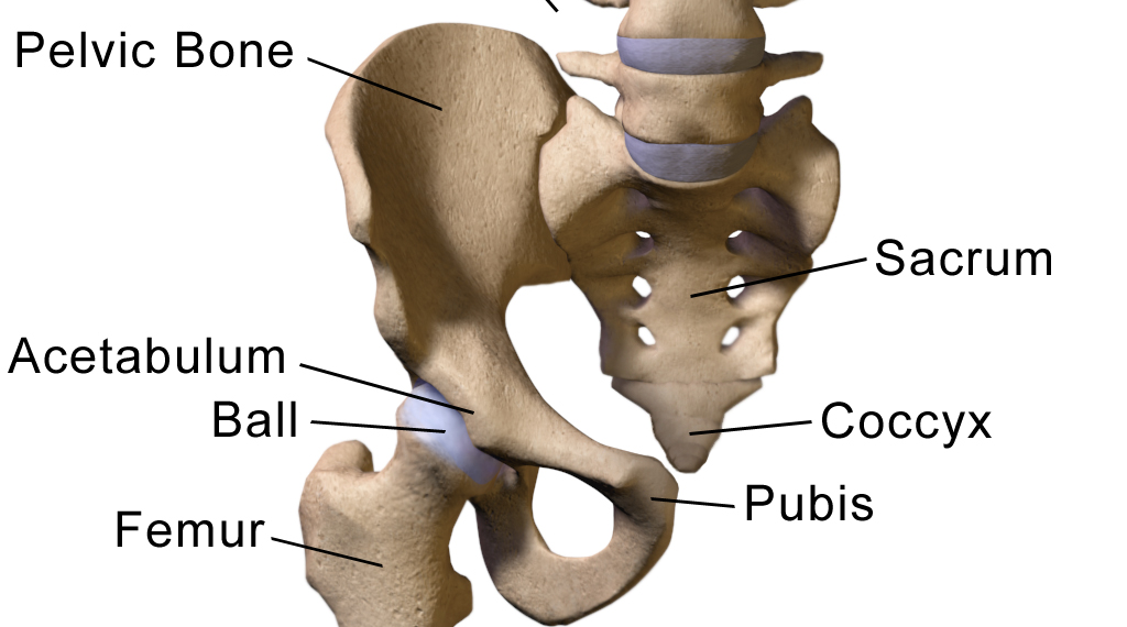 Hip Anatomy Diagram: From Bones To Joints | Science Trends